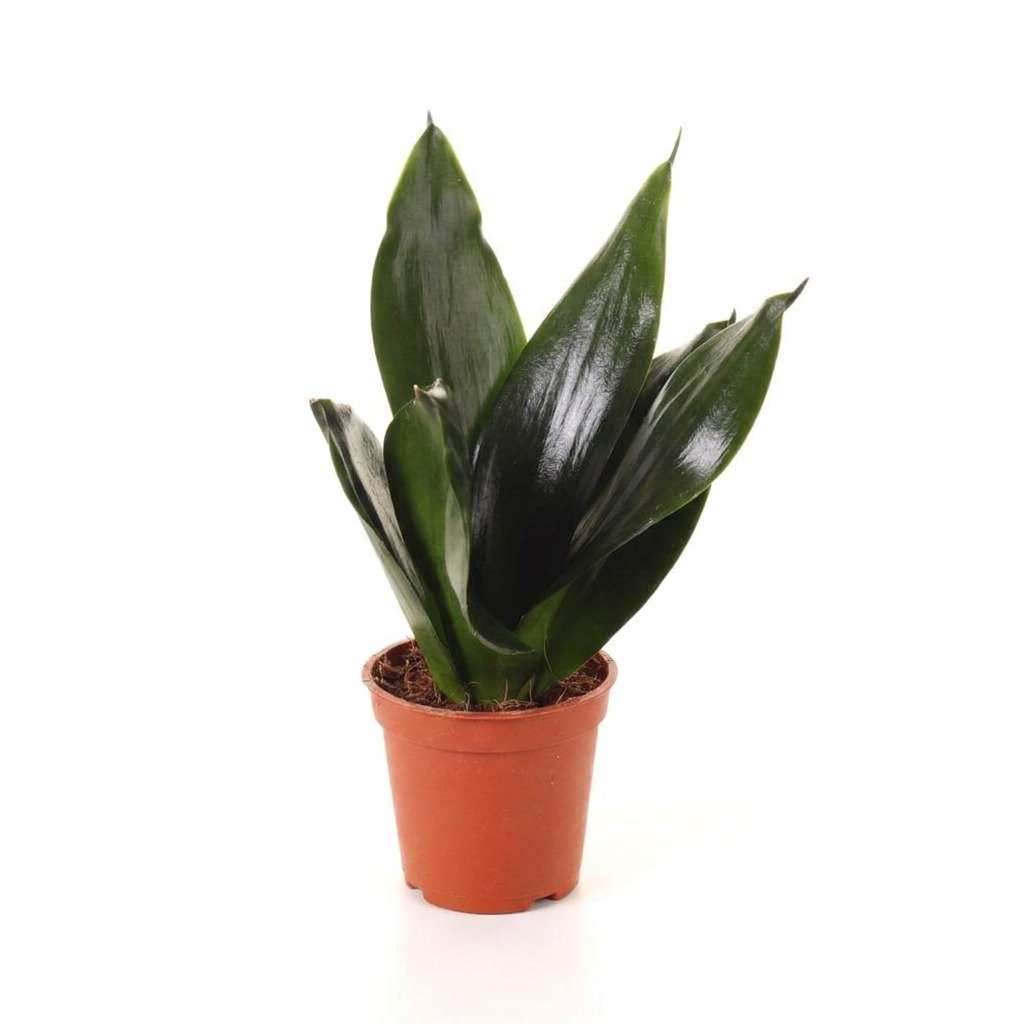 Sansewieria gwinejska Hahnii Black ⌇ Sansevieria trifasciata 'Hahnii Black' — rozmiar MALUCH