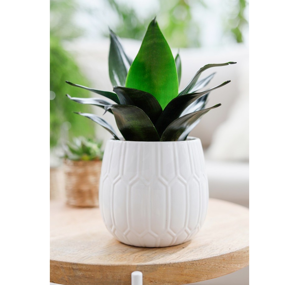 Sansewieria gwinejska Hahnii Black ⌇ Sansevieria trifasciata 'Hahnii Black'