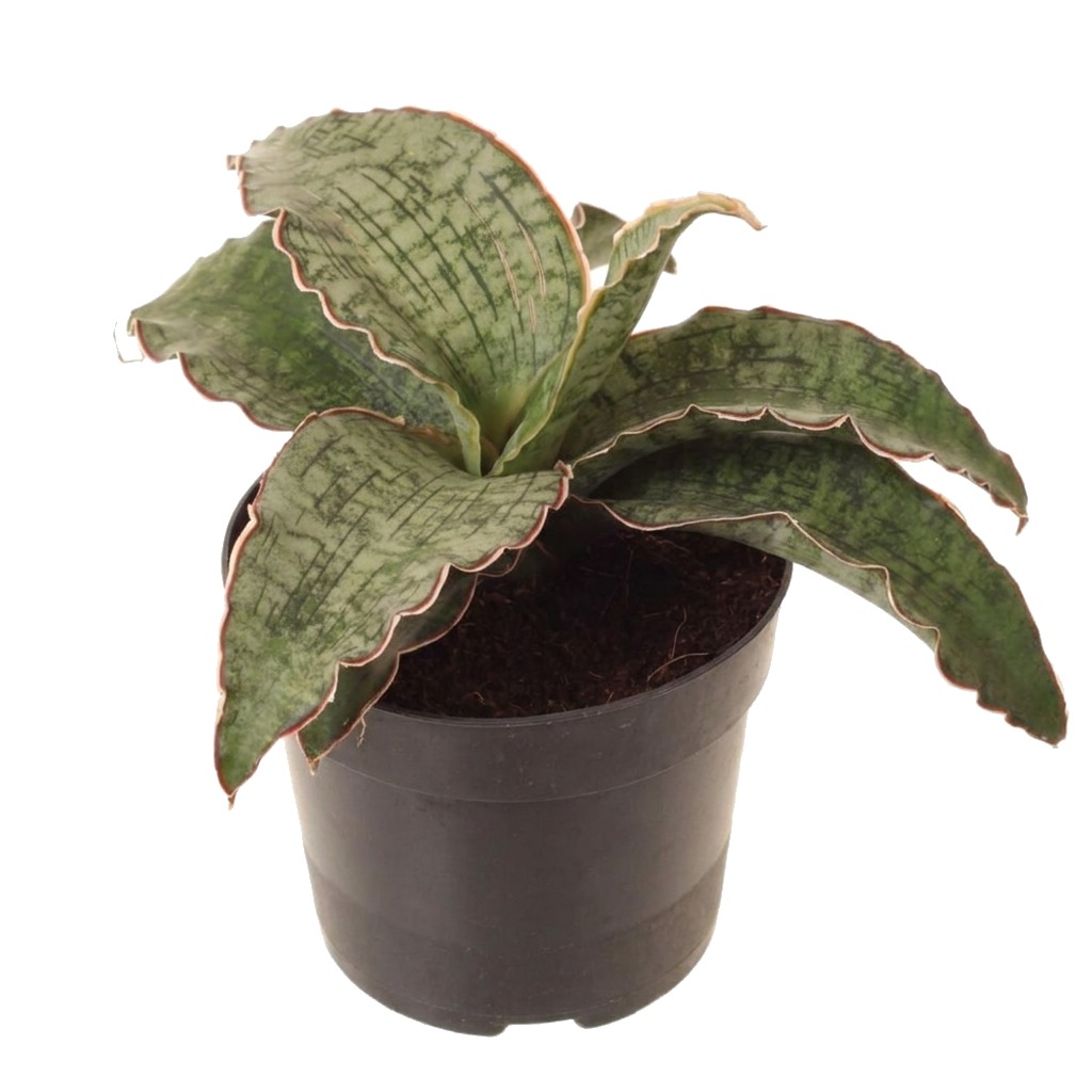 Sansewieria kirkii Silver Blue ⌇ Sansevieria kirkii 'Silver Blue' — rozmiar M