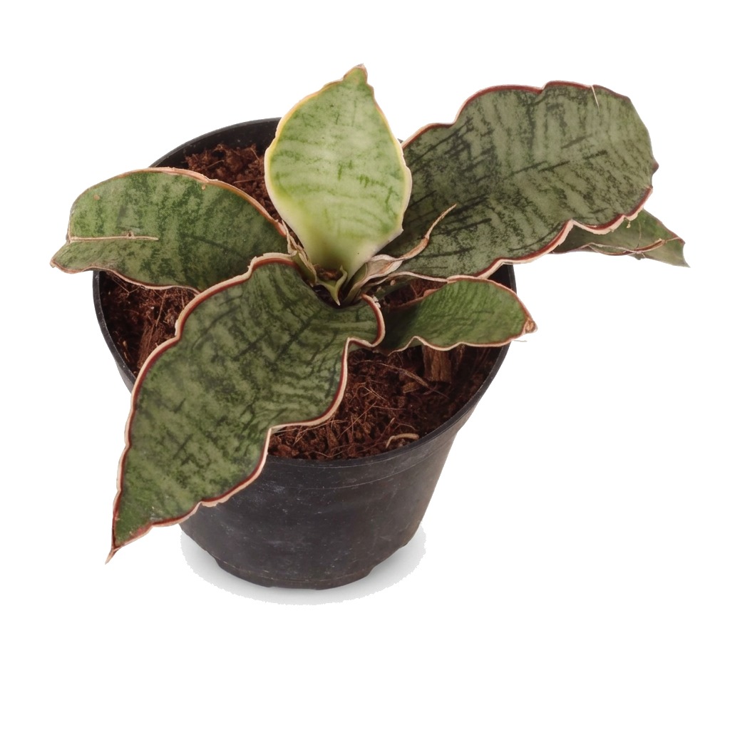 Sansewieria kirkii Silver Blue ⌇ Sansevieria kirkii 'Silver Blue' — rozmiar S