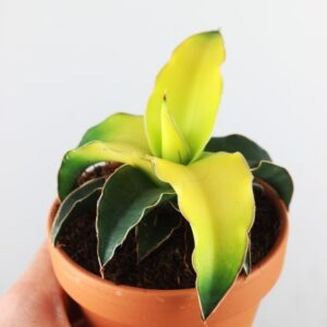 Sansewieria Star Canary