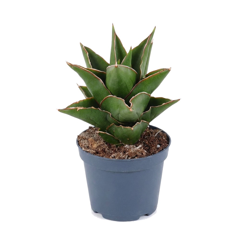 Sansewieria Temple Crown ⌇ Sansevieria 'Temple Crown'