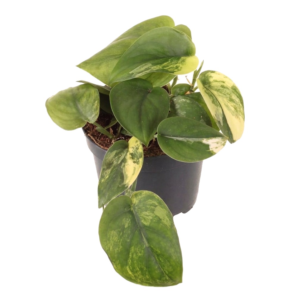 Scindapsus pictus Jade Satin Variegata ⌇ Scindapsus pictus 'Jade Satin Variegata' — rozmiar M