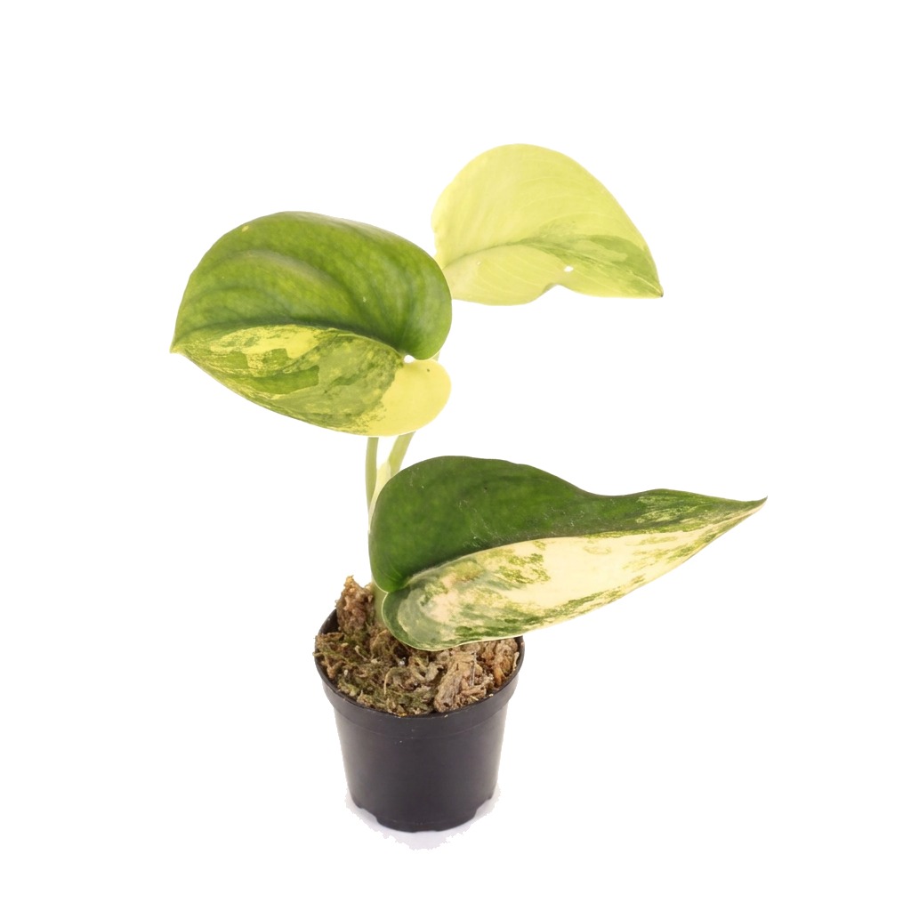 Scindapsus pictus Jade Satin Variegata ⌇ Scindapsus pictus 'Jade Satin Variegata' — rozmiar MALUCH