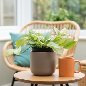 Scindapsus pictus Mint