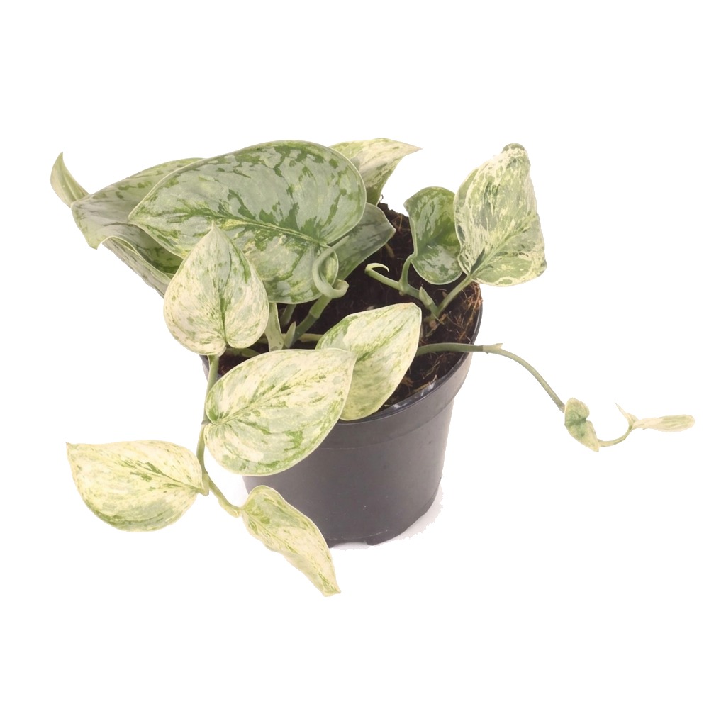 Scindapsus pictus Mint Variegata ⌇ Scindapsus pictus 'Mint Variegata'