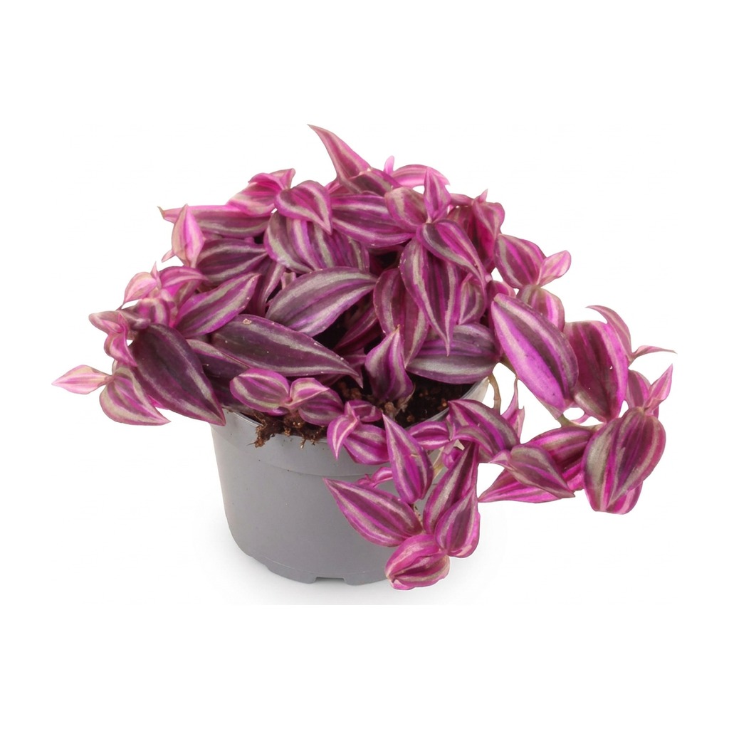 Trzykrotka Pink Paradise ⌇ Tradescantia zebrina 'Pink Paradise' — rozmiar M