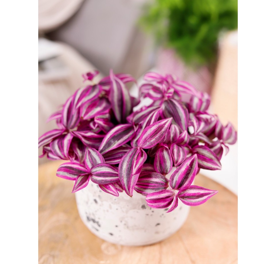 Trzykrotka Pink Paradise ⌇ Tradescantia zebrina 'Pink Paradise'