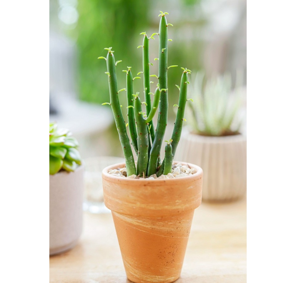 Wilczomlecz leucodendron ⌇ Euphorbia leucodendron