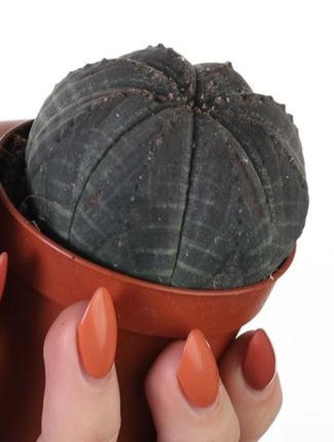 Wilczomlecz opasły ⌇ Euphorbia obesa