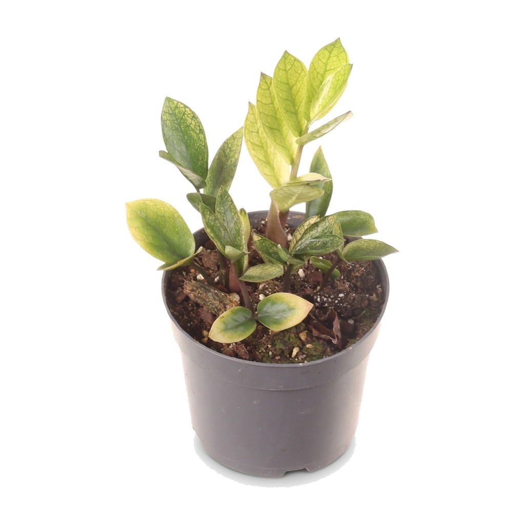 Zamiokulkas zamiolistny Chameleon ⌇ Zamioculcas zamiifolia 'Chameleon'
