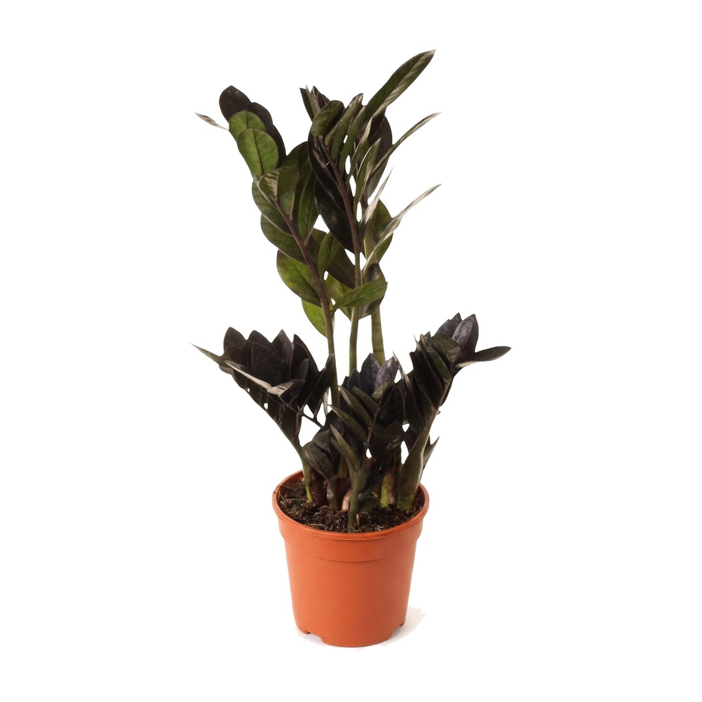 Zamiokulkas zamiolistny Raven ⌇ Zamioculcas zamiifolia 'Raven' — rozmiar L