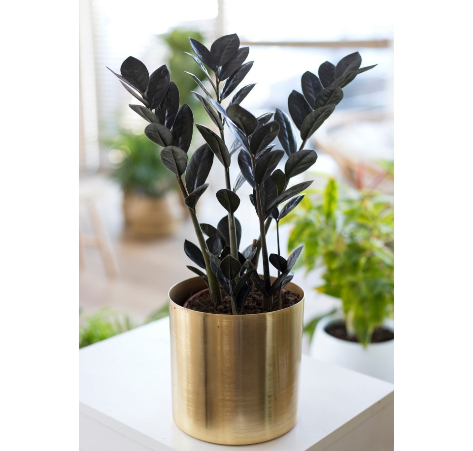 Zamiokulkas zamiolistny Raven ⌇ Zamioculcas zamiifolia 'Raven'