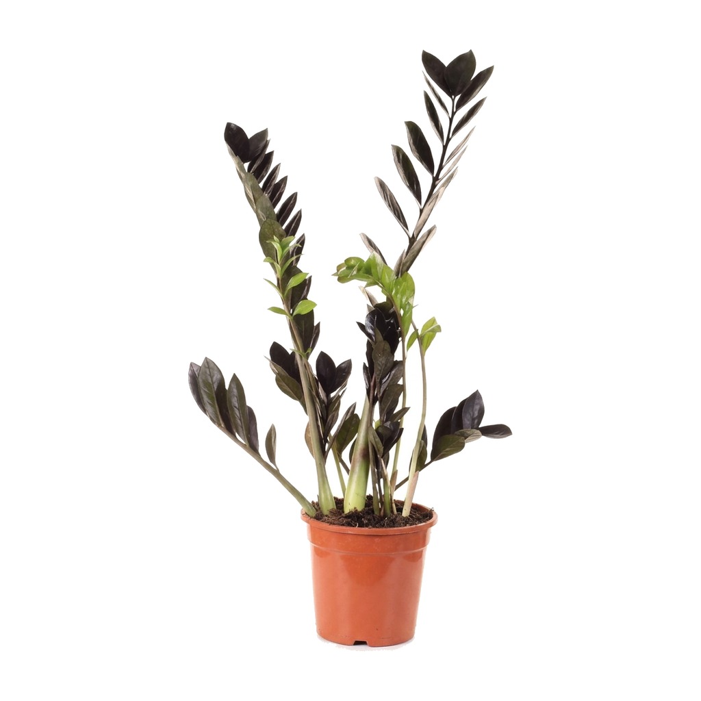 Zamiokulkas zamiolistny Raven ⌇ Zamioculcas zamiifolia 'Raven' — rozmiar XL