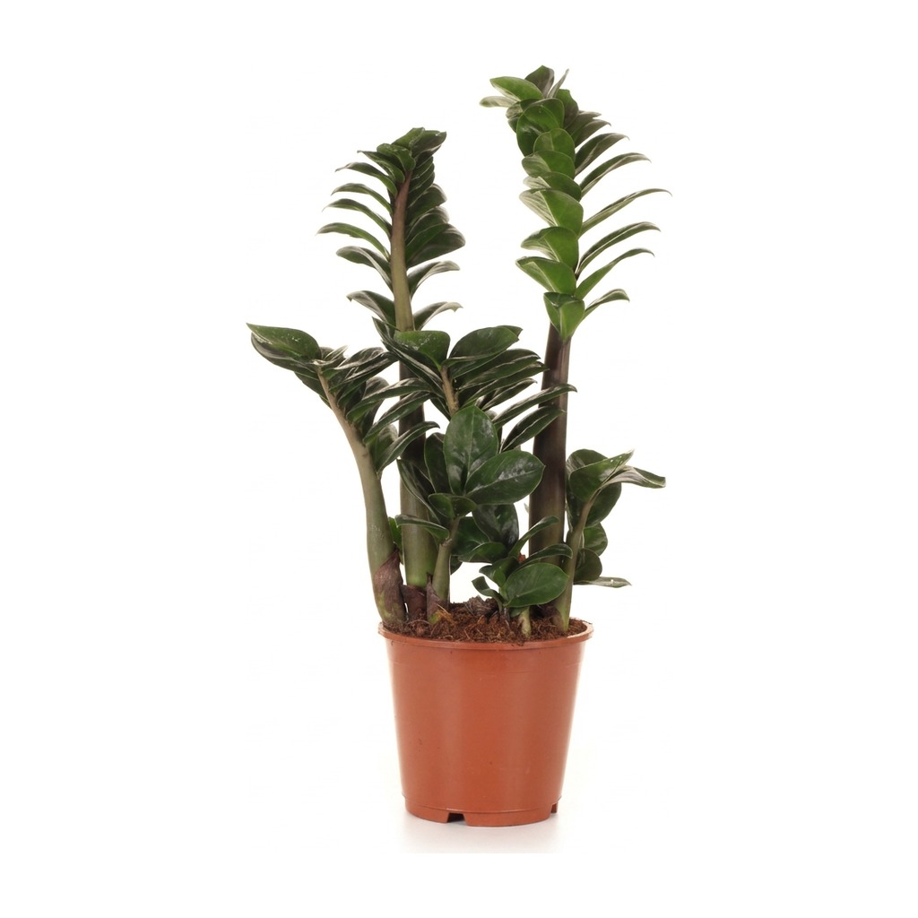 Zamiokulkas zamiolistny Zenzi ⌇ Zamioculcas zamiifolia 'Zenzi' — rozmiar L