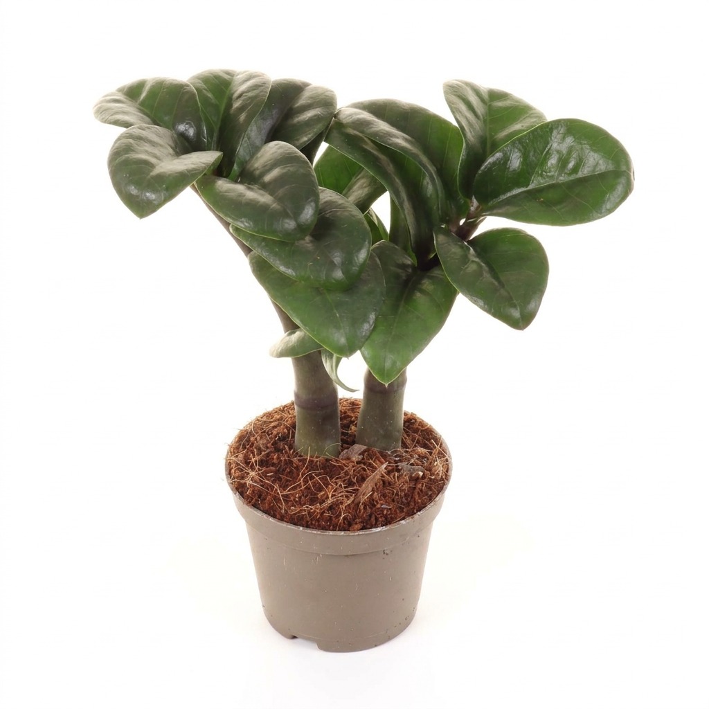 Zamiokulkas zamiolistny Zenzi ⌇ Zamioculcas zamiifolia 'Zenzi' — rozmiar MALUCH
