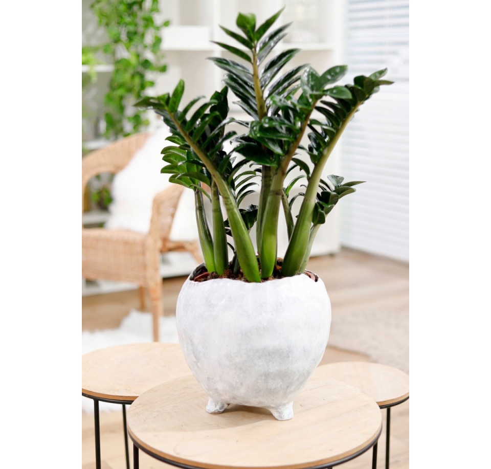 Zamiokulkas zamiolistny Zenzi ⌇ Zamioculcas zamiifolia 'Zenzi'