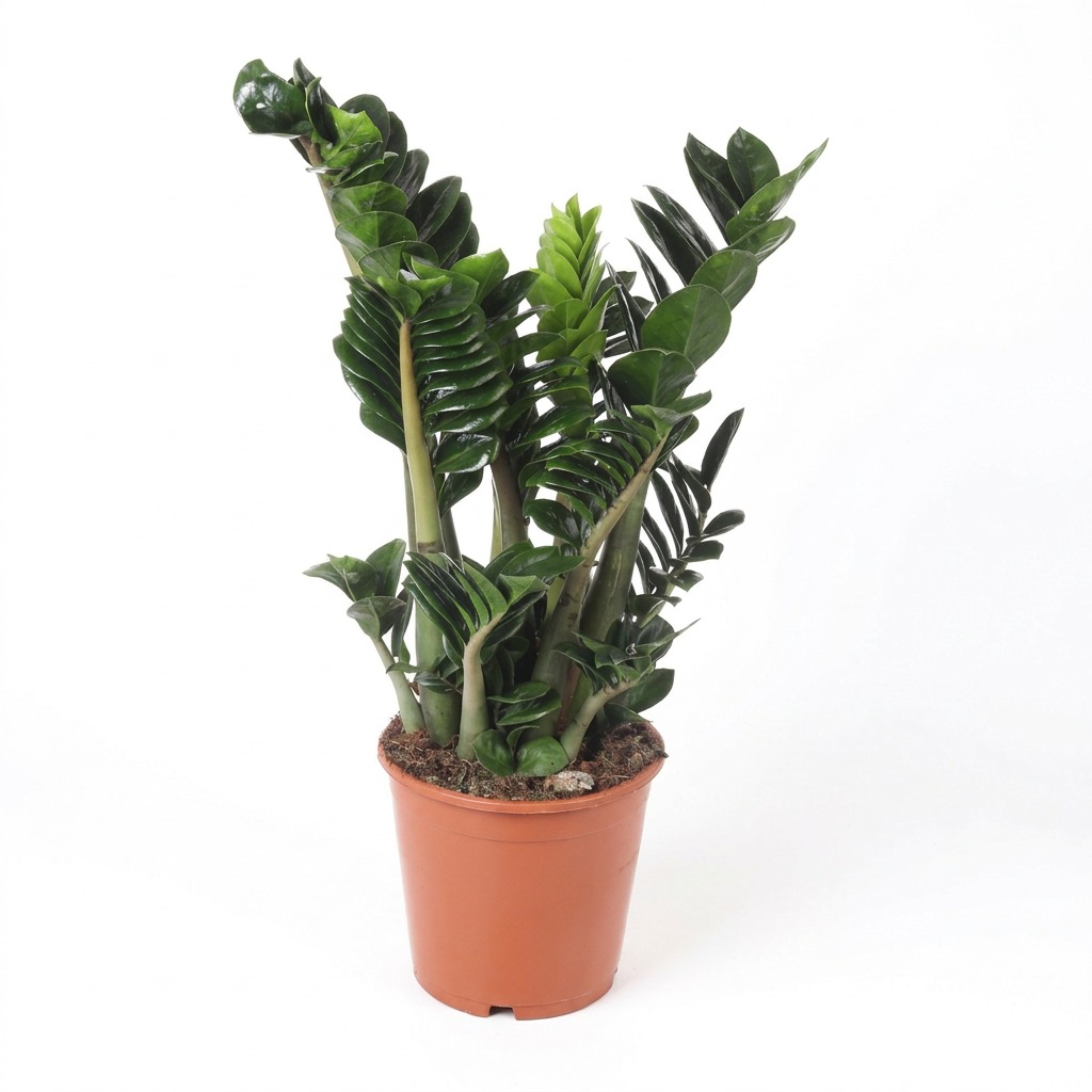 Zamiokulkas zamiolistny Zenzi ⌇ Zamioculcas zamiifolia 'Zenzi' — rozmiar XL