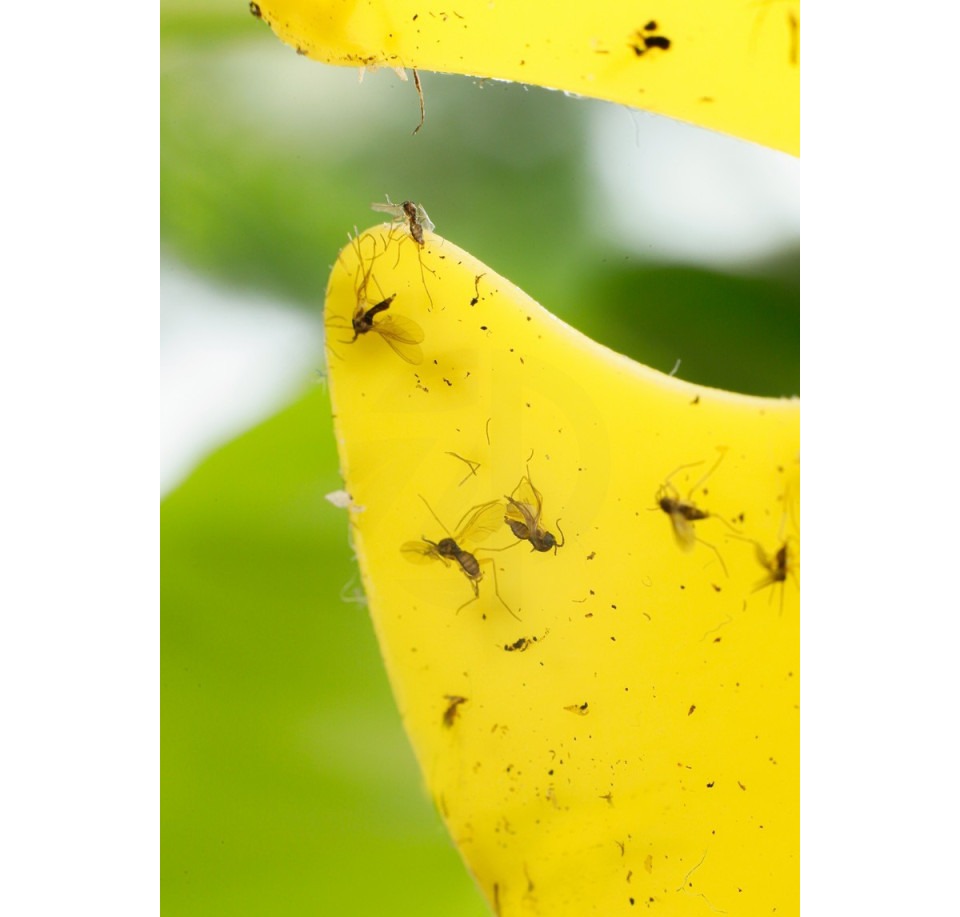 Żółty lep na ziemiórki MONSTERA, 12 szt.