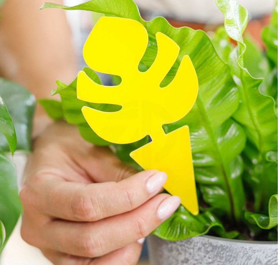 Żółty lep na ziemiórki MONSTERA, 12 szt.