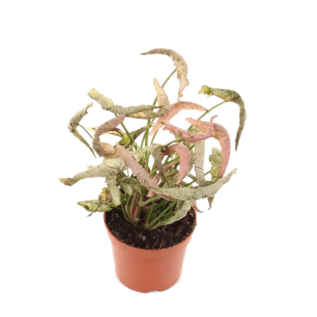 Zroślicha Pink Rolli ⌇ Syngonium 'Pink Rolli'