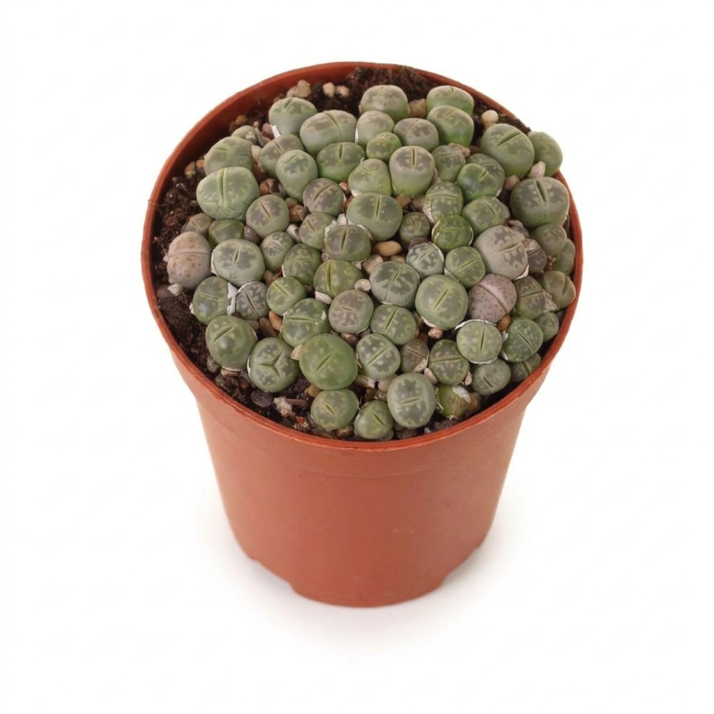 Żywe kamienie ⌇ Lithops — rozmiar L