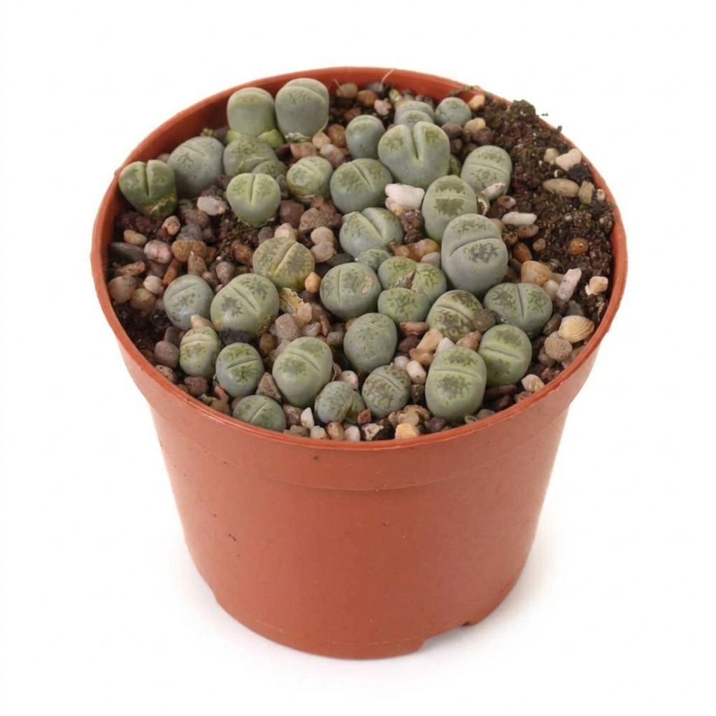 Żywe kamienie ⌇ Lithops — rozmiar M