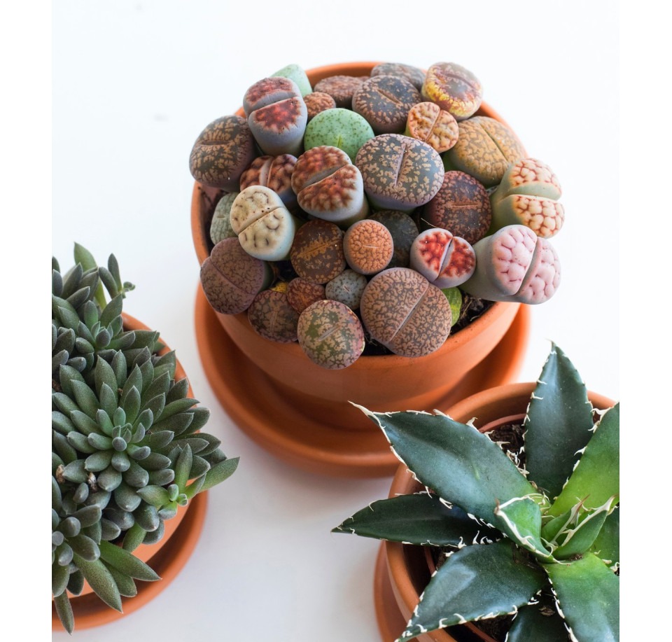 Żywe kamienie ⌇ Lithops