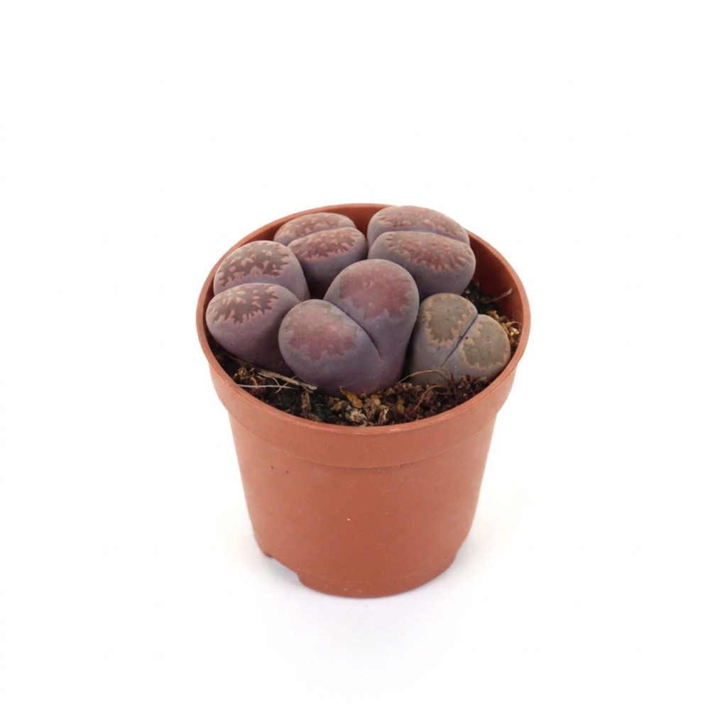 Żywe kamienie ⌇ Lithops — rozmiar S