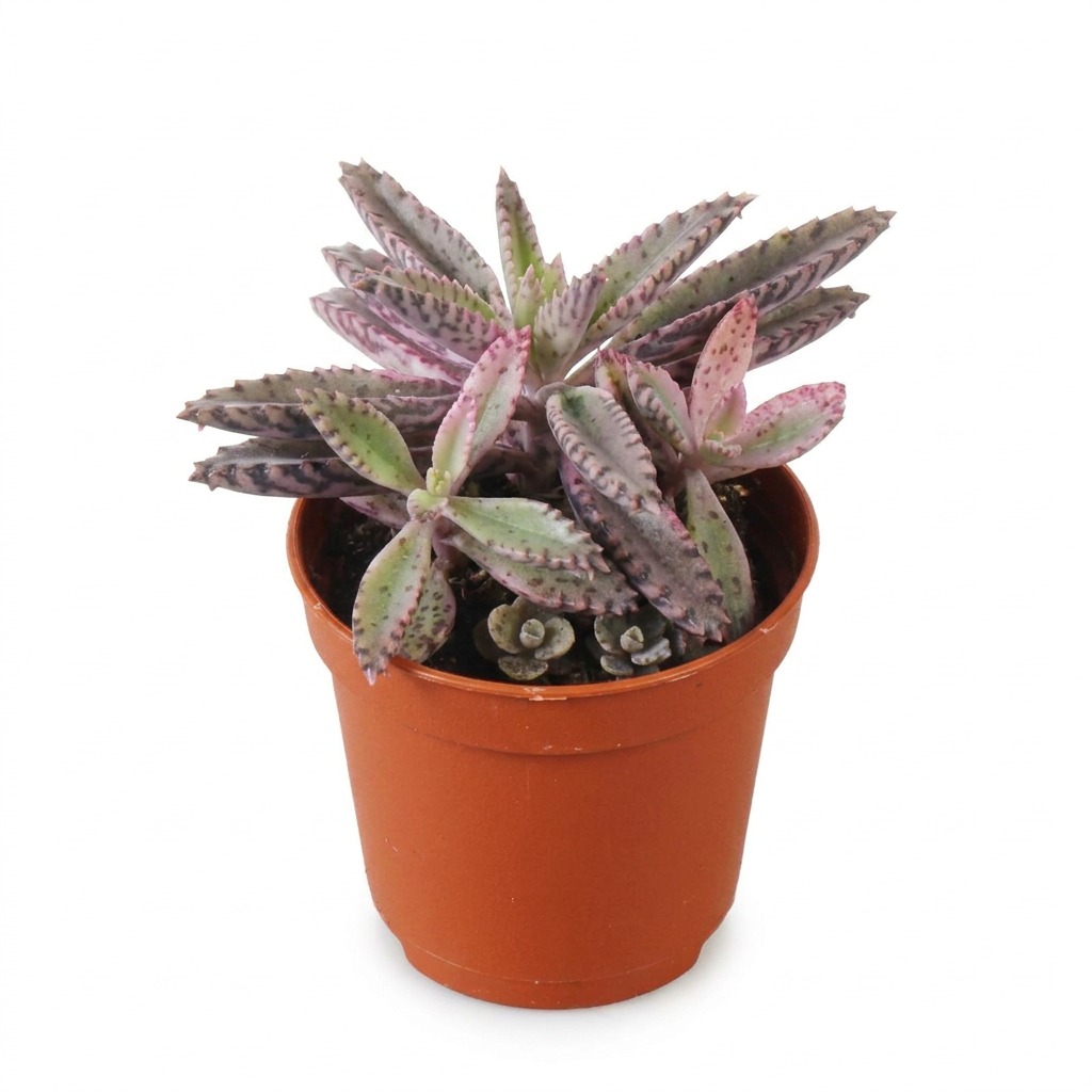 Żyworódka Pink Butterflies ⌇ Kalanchoe × houghtonii 'Pink Butterflies' — rozmiar MALUCH