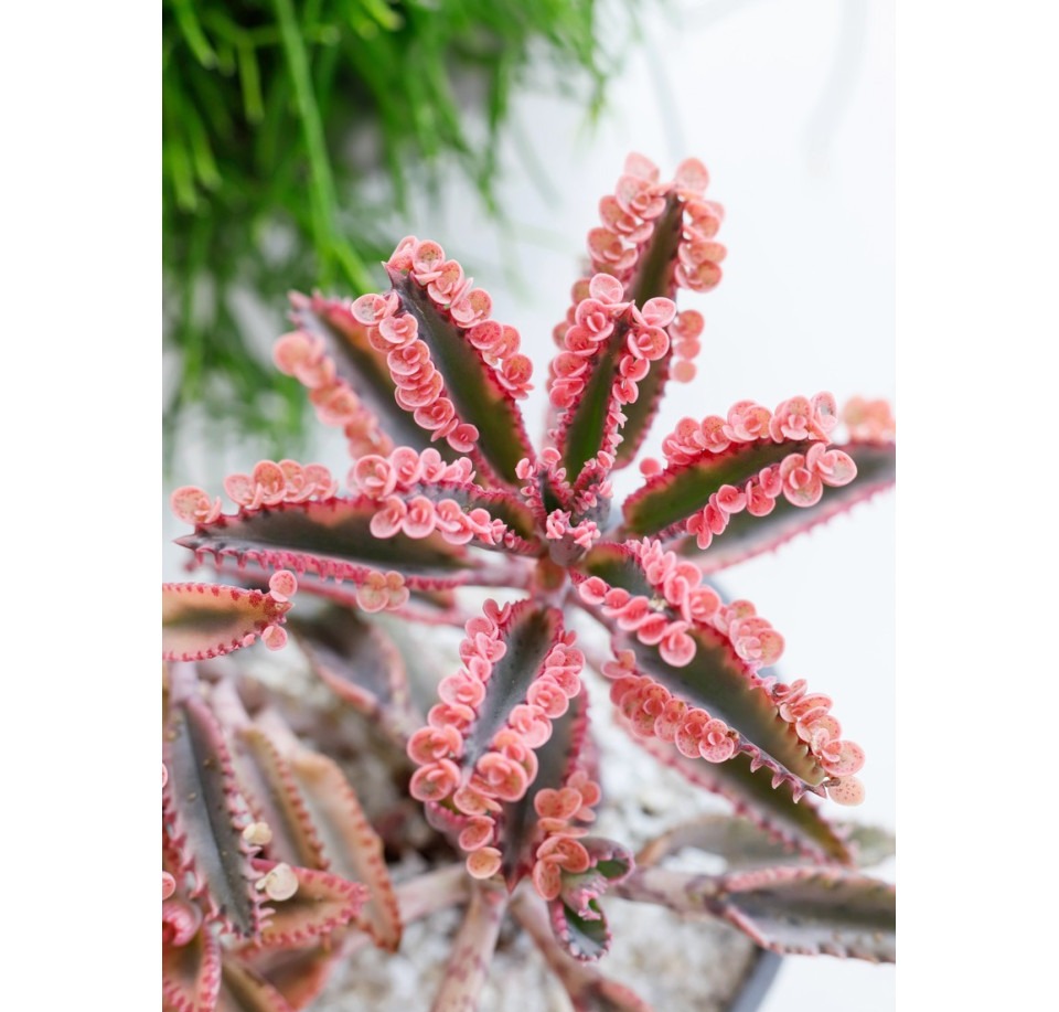 Żyworódka Pink Butterflies ⌇ Kalanchoe × houghtonii 'Pink Butterflies'